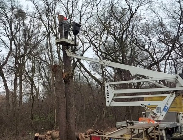 Sóstón, a múzeumfalu előtti útszakaszon a balesetveszélyes tölgyfákat vágták ki a NYÍRVV munkatársai