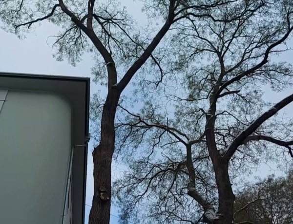 A lakosság segítségét kérik a Szent István utcán a gördülékeny favágási munkálatok érdekében