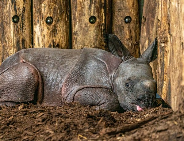 Nyíregyházi Állatpark: várják az egy hónapos indiai orrszarvú borjú névjavaslatait