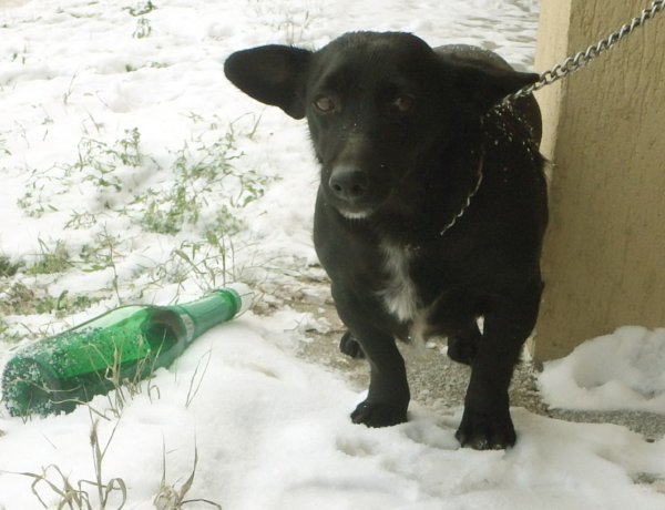 Fagyriadó – Állatvédelmi jótanácsok a zord hideg időszakra