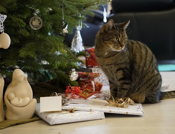 Kisállat karácsonyra?