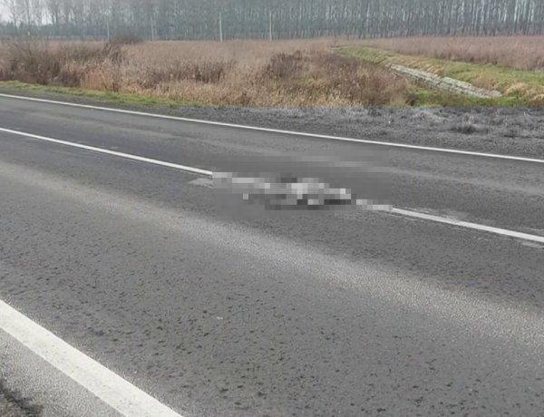 Vadgázolás történt a nyugati elkerülőn