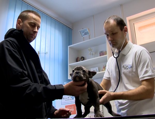 Téli hideg – Nagyobb figyelmet kell fordítanunk négylábú kedvenceinkre is