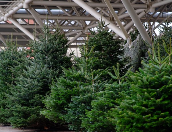 Fenyővásár: idén is népszerű a nordmand! 