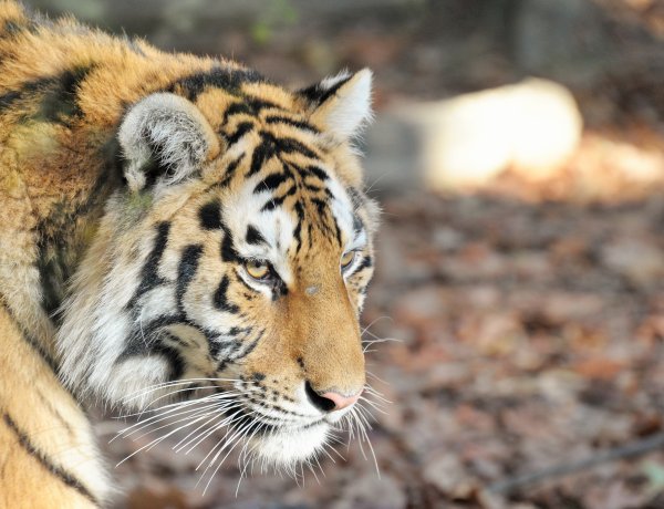 Huszonöt éves a Nyíregyházi Állatpark – A téli szünetben kedvezményes belépőjegyekkel várnak!