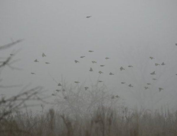 Hova tűntek a madarak, miért üres sok etető?