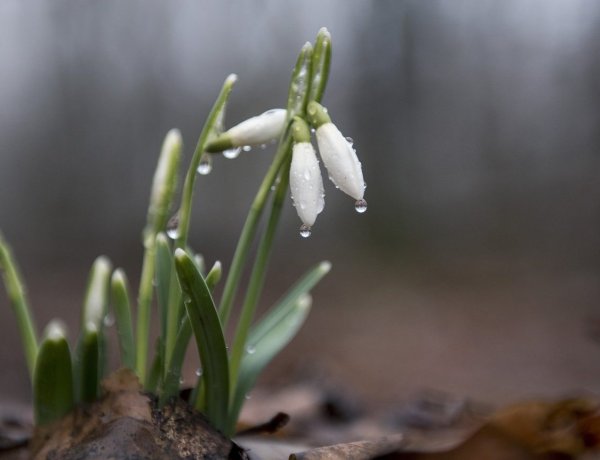 Hóvirágkeltető idővel érkezik az év utolsó hétvégéje