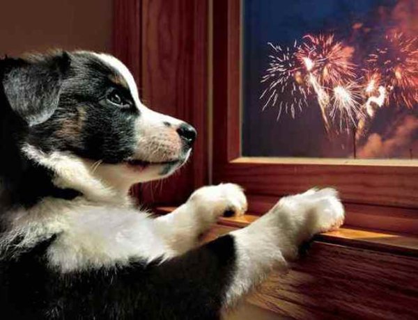 Előzzük meg a petárdabaleseteket - PetárdaSTOP-ot kérnek az állatvédők Szilveszterre