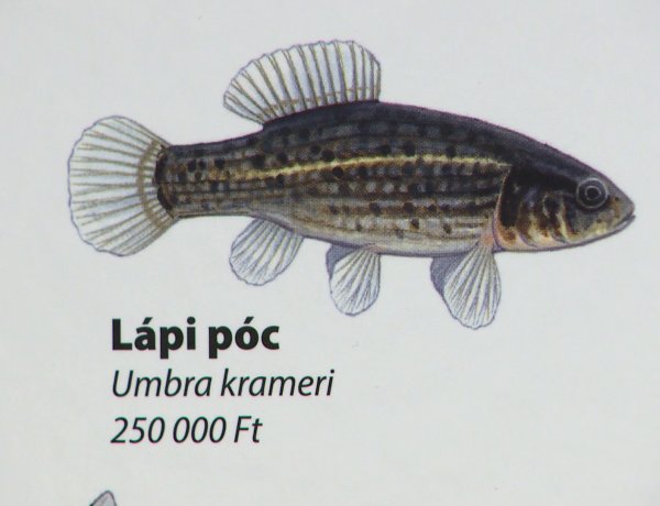 A lápi póc lett az év hala