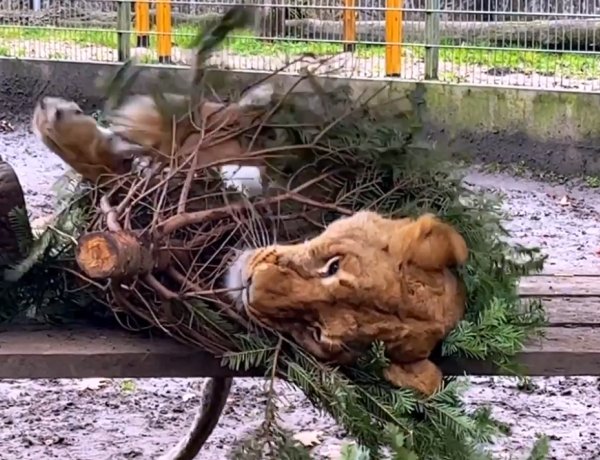 Utókarácsonyi ajándékot kaptak a Nyíregyházi Állatpark nagymacskái