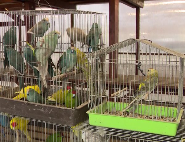 Kisállatbörze a Fokos utcán – Vasárnap várták 2023-ban először az árusokat és a vásárlókat