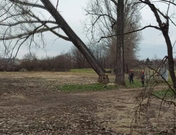 Balesetveszélyes fákat vágtak ki a Kollégium utcában