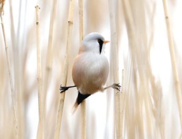 Megválasztották a 2023-as év madarát, kétéltűjét és lepkéjét