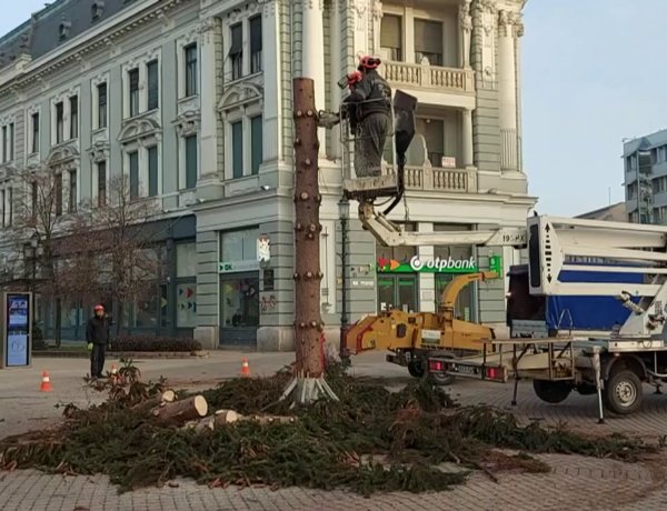 Feldarabolták és elszállították a város fenyőjét a NYÍRVV munkatársai