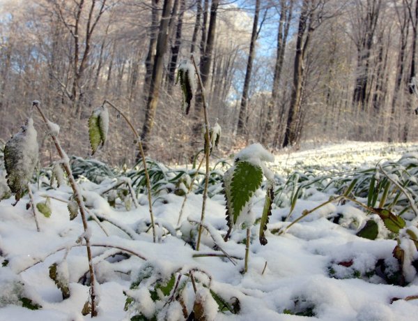 Visszatérhet a tél, több helyen havazni fog