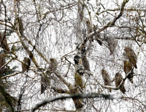 Országos erdei fülesbagoly telelőhely felmérést hirdet a Magyar Madártani és Természetvédelmi Egyesület