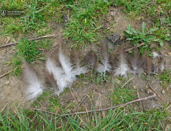 Lelőtték a keselyűt