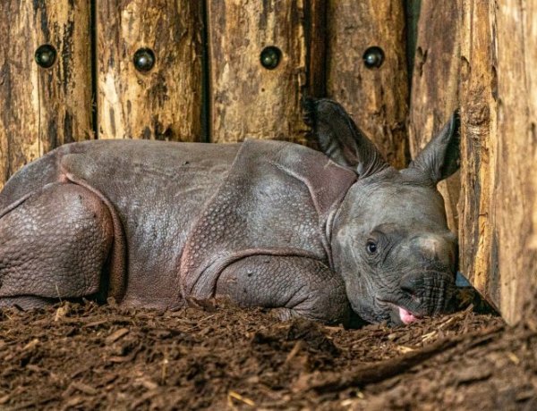 Nevet kapott az ország egyetlen indiai orrszarvú borja