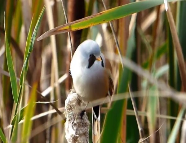 Barkóscinege – Ez a nem vonuló, a vizek nádasaiban élő, veszélyeztetett madár lett az év madara
