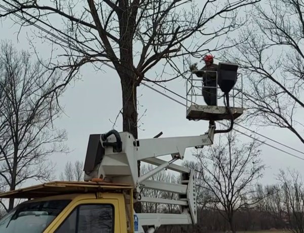 Faápolási és -ritkítási munkálatokat végeztek a Kollégium utcán