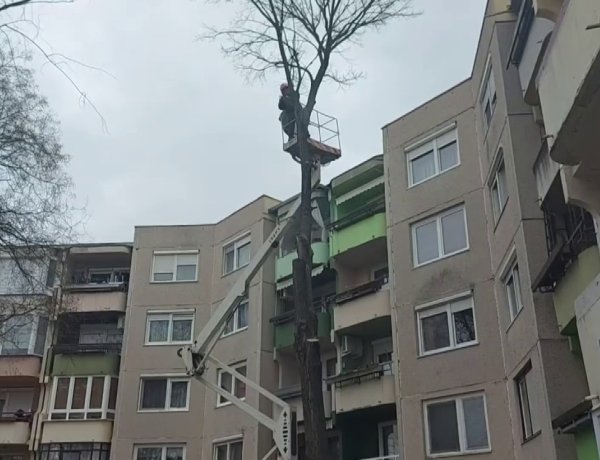 A Törzs utcánál emelőkosárból vágta le a NYÍRVV a balesetveszélyes faágakat