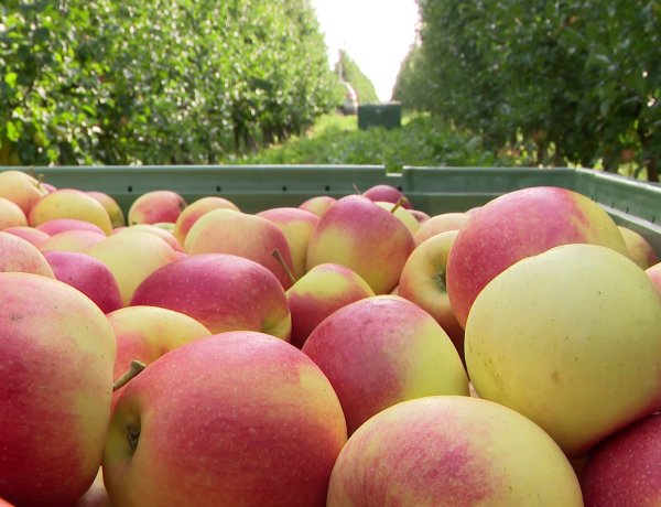 Nemzeti oltalmat kapott a Szabolcsi alma