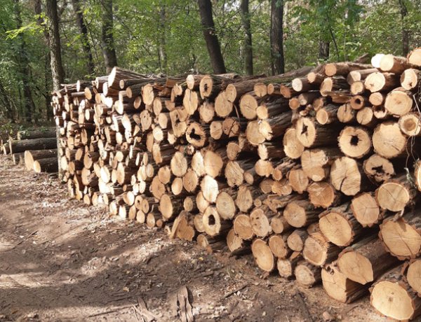 Tűzifaprogram: sok igénylés érkezett 