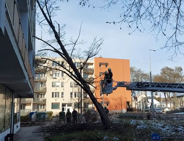 A Szarvas utcán egy társasház erkélyének és homlokzatának dőlt egy fa