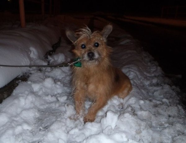 Figyelem: fagyriadó!  – Állatvédelmi jótanácsok a zord hideg időszakra