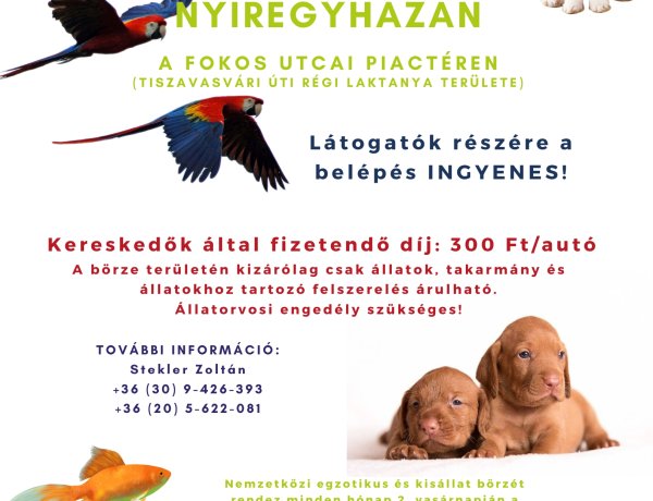 Vasárnap ismét kisállatbörzét rendeznek a Fokos utcai piactéren