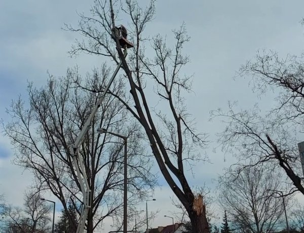 A szombat délutáni viharban leszakadt egy faág a Korányi szervizúton