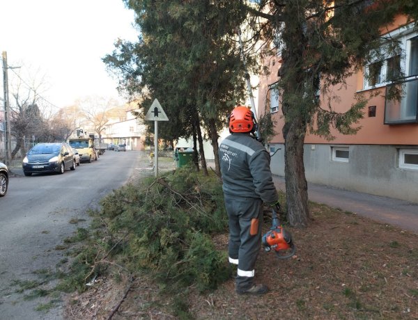Levágták az örökzöldek ágait ott, ahol takarták a KRESZ-táblákat