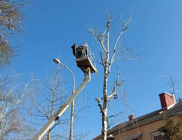 A Gádor Béla utcánál a balesetveszélyes fákat vágta ki a NYÍRVV forgalomkorlátozás mellett