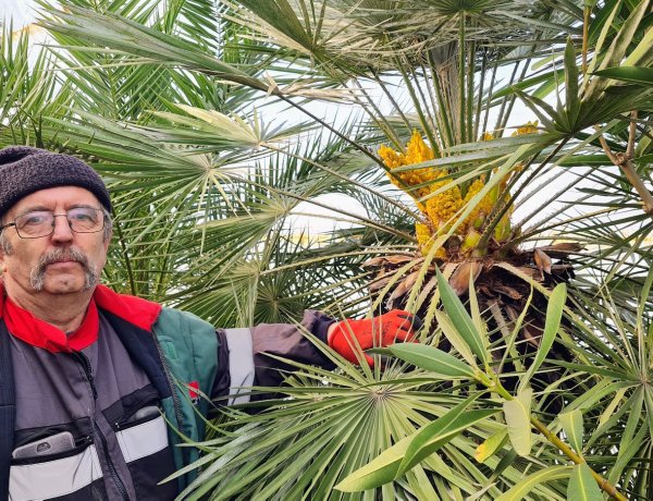 Tetszik tudni hol telelnek Nyíregyháza mediterrán növényei?