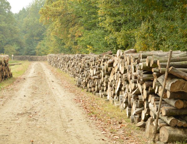 NYÍRERDŐ Zrt. – Sikeresen lezárult a szociális tüzelőanyag program