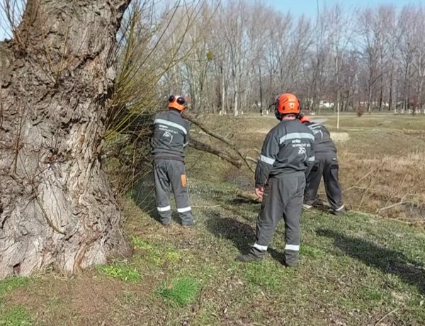 Balesetveszélyes, beteg fákat vágtak ki a Bujtosi Városligetben
