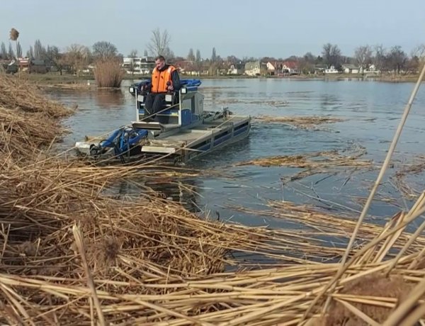 Megkezdődött a nádvágás a Bujtosi-tónál