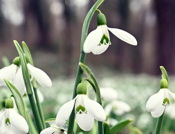 Az utolsókat rúgja a tél, a napsütéssel már érkezik a tavasz