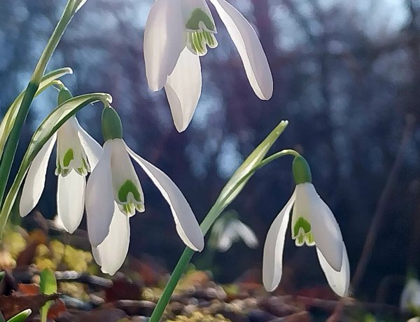 Újra ránk kacsint a tavasz, mutatjuk a mai csúcshőmérsékletet