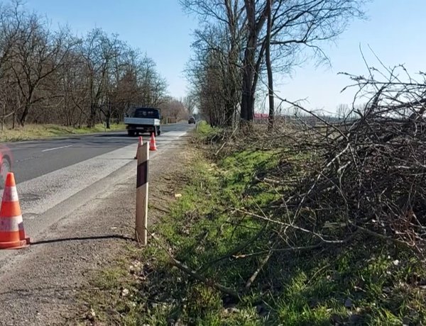A Magyar Közút szakemberei Nyírtelek felé veszélyessé vált fákat vágnak ki