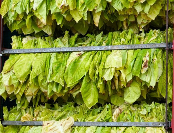 Szerződnek a dohánytermelők – Termelői fórum a dohányról