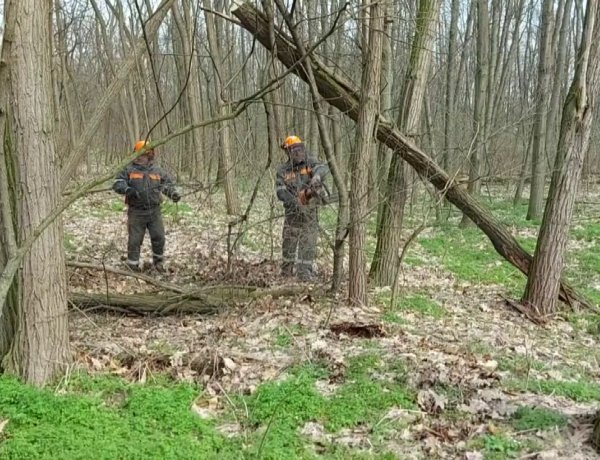 Péntekre várhatóan befejeződnek a favágási munkálatok a Sóstói-erdőben