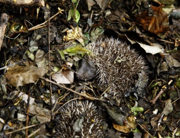 Óvatosan bolygassuk a lomb- és rőzserakásokat, vigyázzunk a sünökre!