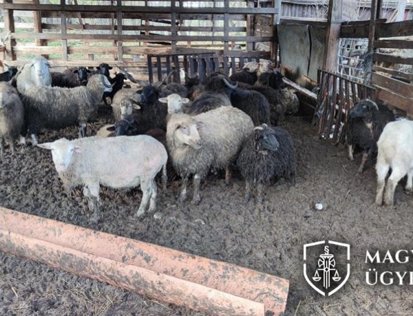 Állatkínzás egy nyíregyházi tanyán