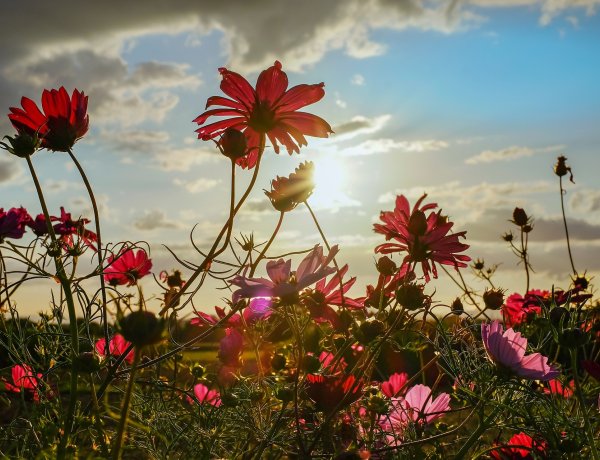 A délutáni órákban a napsütésé lesz a főszerep, mutatjuk a csúcshőmérsékletet