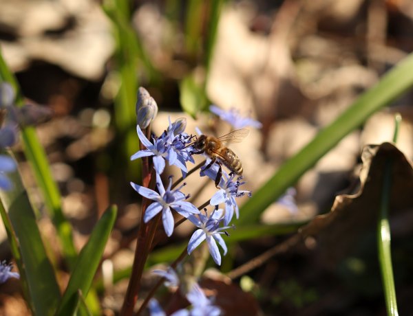 Csillagvirág-számlálás a Sóstói-erdőben