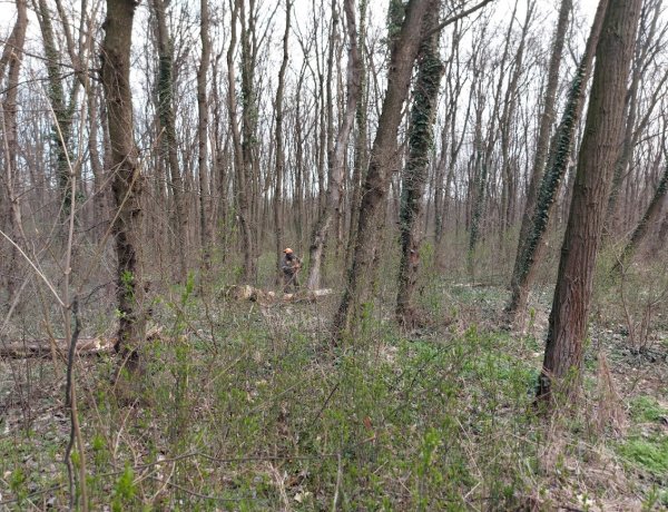 Favágási munkálatokat végeznek a Sóstói-erdőben