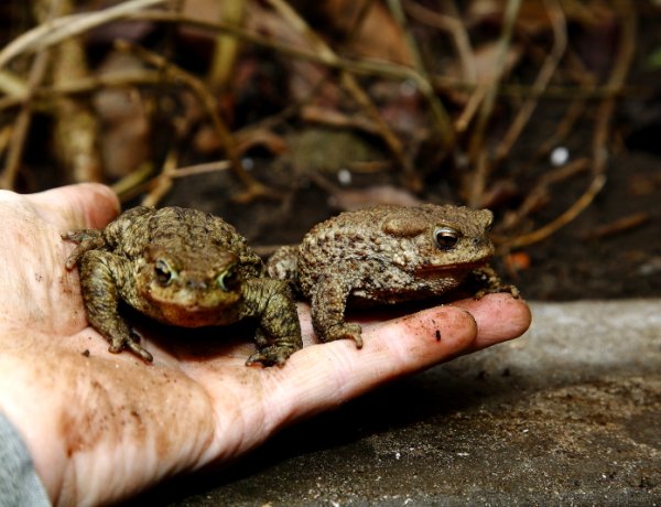 Lakossági felhívás – Békákat otthon is menthetünk és segíthetünk!