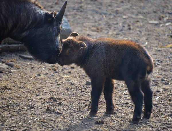 Mishmi-takin született a Nyíregyházi Állatparkban