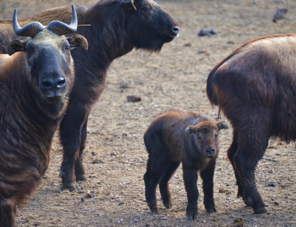 Mishmi takin született a Nyíregyházi Állatparkban